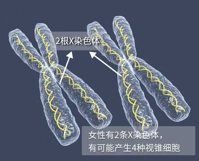b8a8912343ea00d6b17c4896afc9285a734b796b 圖源:biodiscover.com