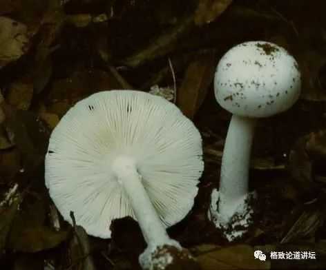 b99b3ab0ae5b93eb36ced596e681198e1a2aeaee 致命鵝膏