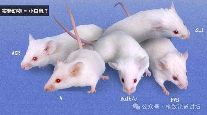 c293a83a9b7cd0d30d1f0f279672d510276bd76a 實驗動物是一個學科,不僅包含小白鼠