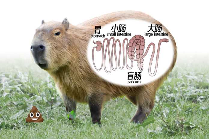水豚消化系統示意圖 / 答案如下