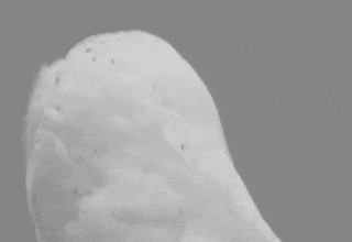 c_pic_170118771553652