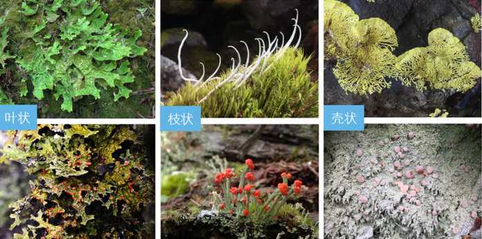 cdc028c30b27da297f43fc6f9b0d4dc548666c80 頑強又脆弱的矛盾體