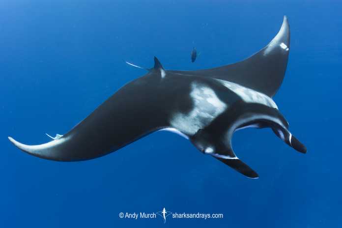 ce94205fd834750ef68f1dc722667c0b42e88962 Mobula birostris