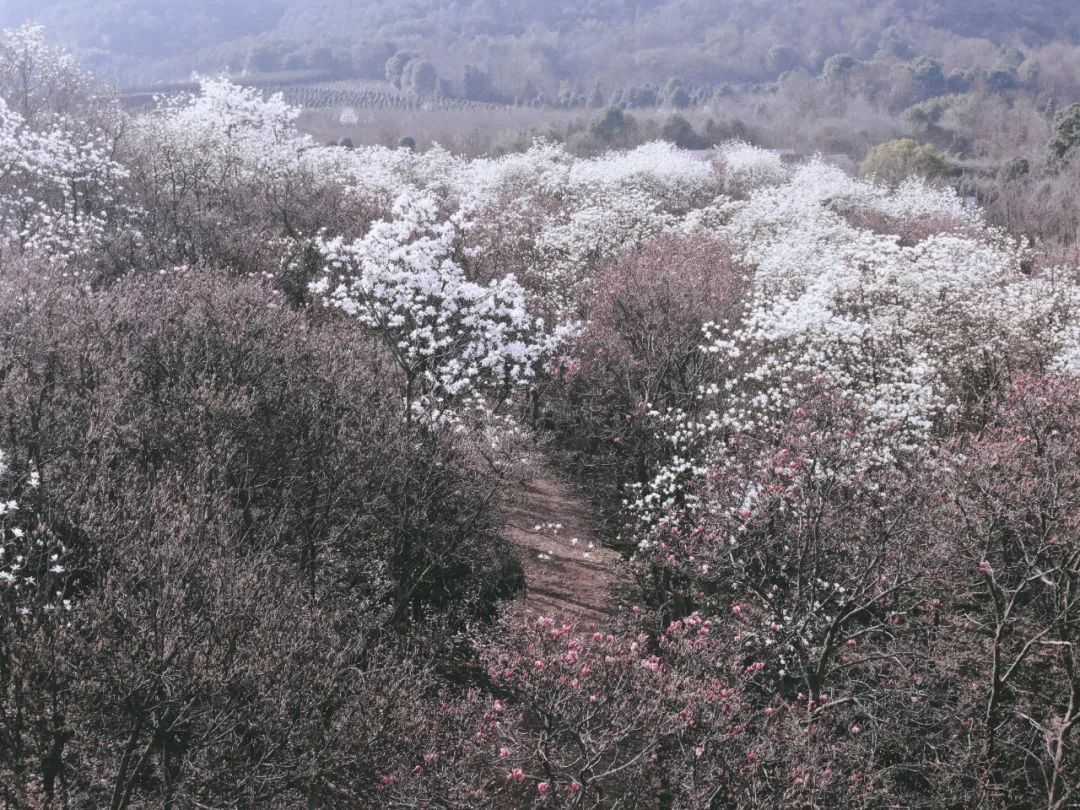 一樹玉蘭花，賞盡天下春