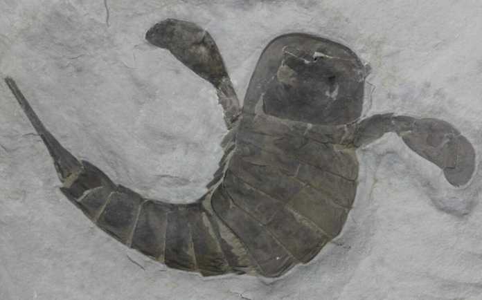 d568dc0c3958913be7f9b6d8d6aba4d4472fb8e8 板足鱟化石圖源:fossilera