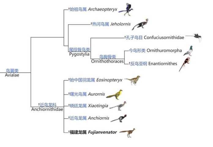 dd8860c9801e7813c53bf4cf16a323ce10ee6d2f 鳥翼類家族成員