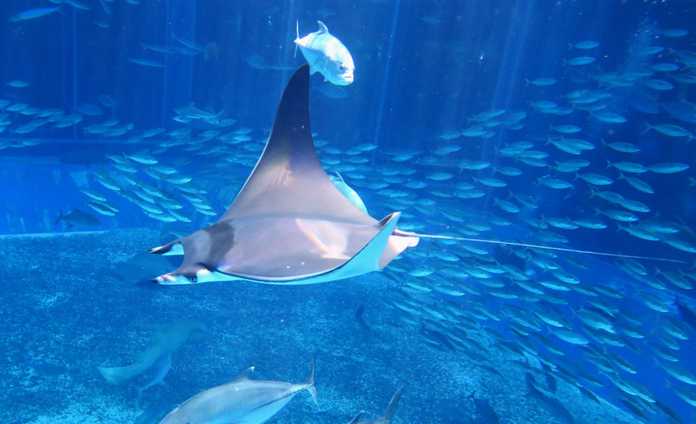 e0acde5d4db6f15652ee6292d6aa4ac7c665c2ab Mobula thurstoni