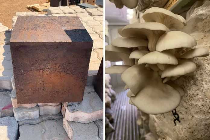 e0b3b7a0b65bd19c04d2700cbe01589d1aae4fa3 Fungi 101