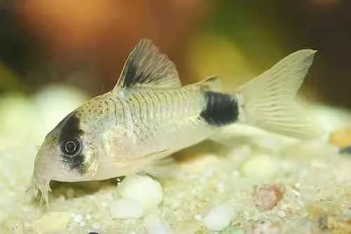 e1f75152b3f9fdaee5fe1b1aa8d1ea4722e74e7b 貓熊鼠魚