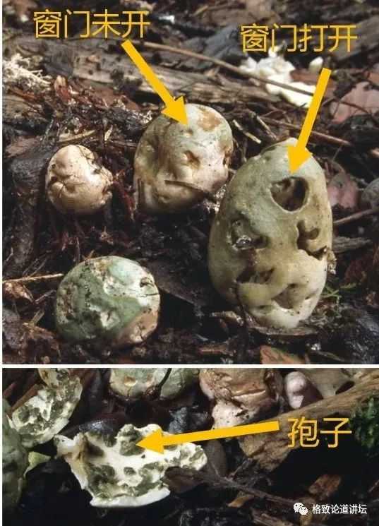 f03c4e8e4619ec25e7c14184c7b93ec66ff5206e 鬼筆腹菌