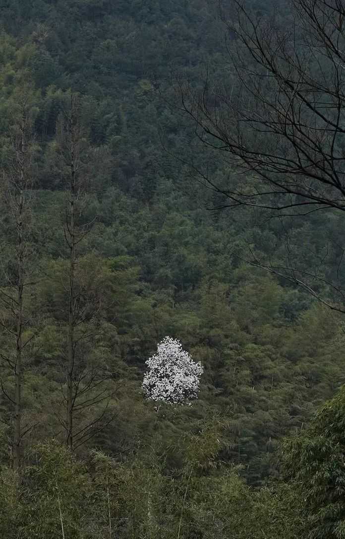 一樹玉蘭花，賞盡天下春