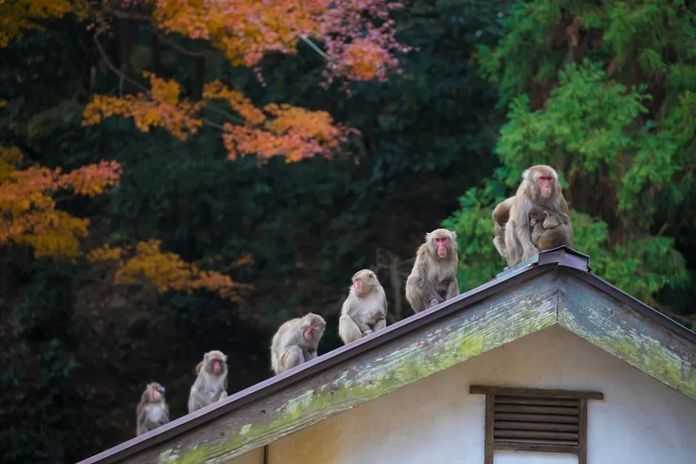 「我們的向日葵」