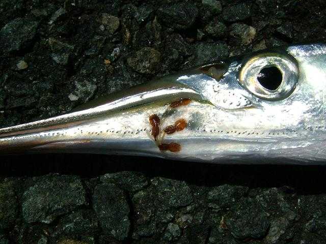 29dec2cf0fa28880709f404352d6c60837ce6eb3 四隻魚蝨寄生在頜針魚的嘴上