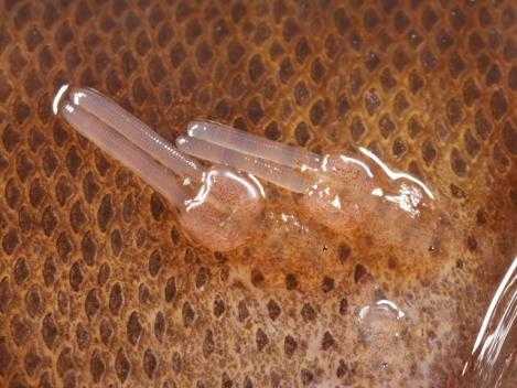 4ac5b33955e06dfb48150a81b56df019befa1a16 魚體表的魚蝨