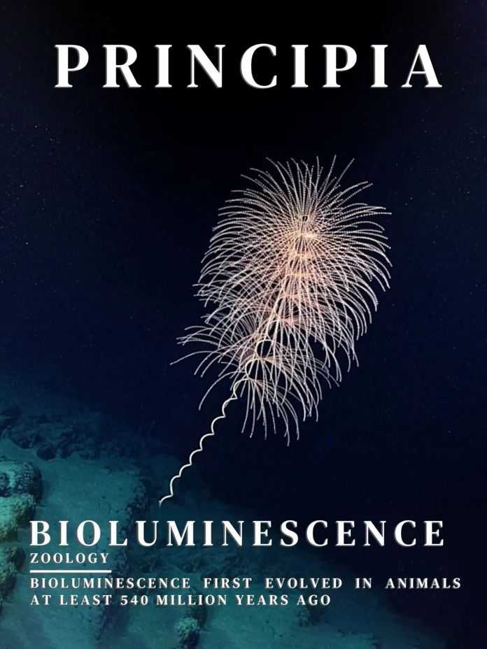 17159faa84a44e6c9f60d00ff03075348f01fac7 會發光的生物