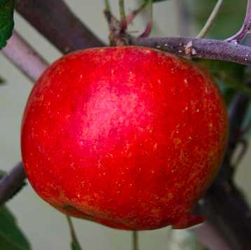 a6f93108b19b6c4e5ea5d4945a0ecd0b91368390 BRAEBURN