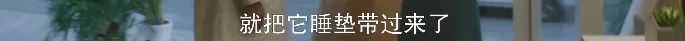 女主給貓咪送睡墊