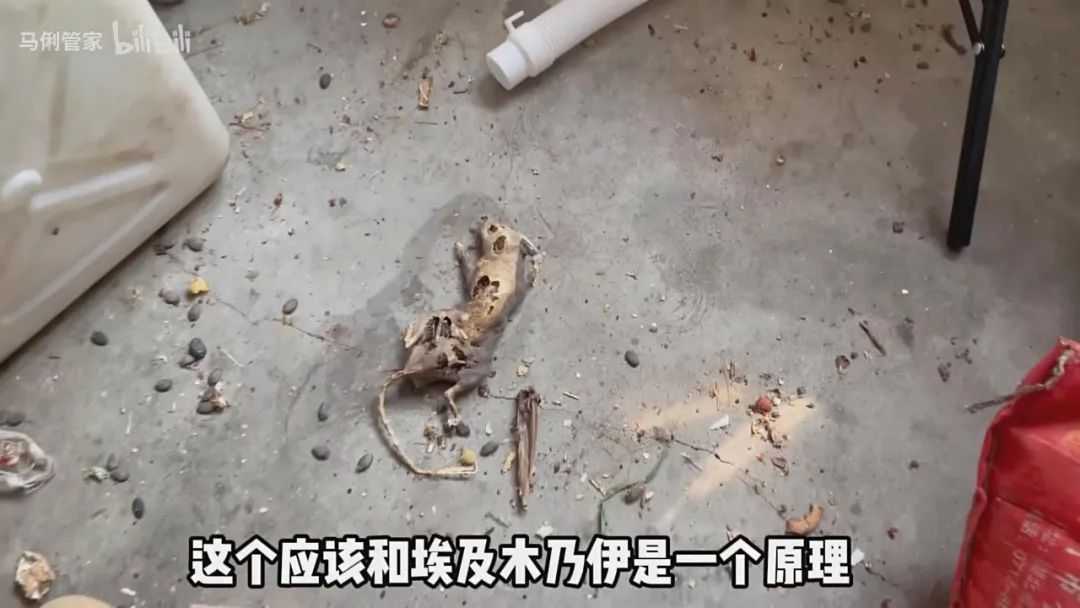 冰球打老鼠