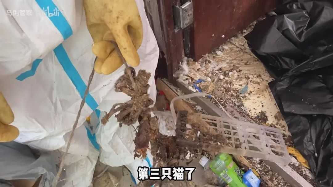 如果不是綁著，貓根本不會死！