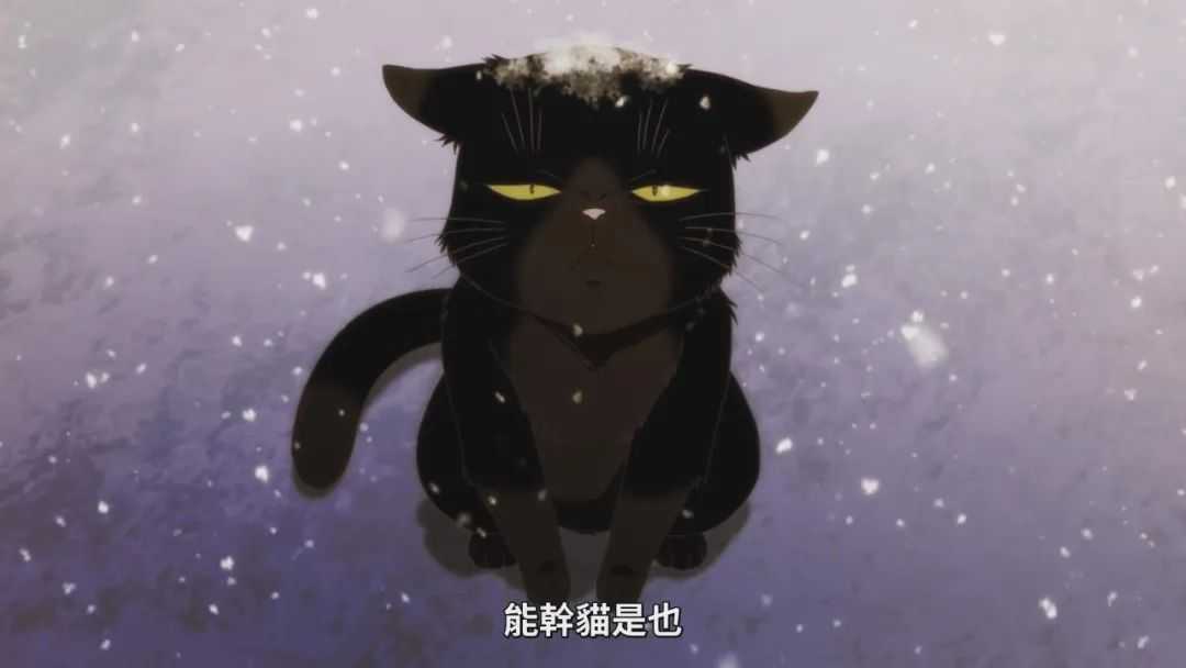 這隻貓幾年前被女生撿到