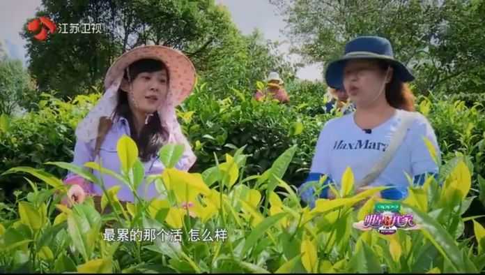 最後李金銘摘的茶葉比「大嫂」少了三兩