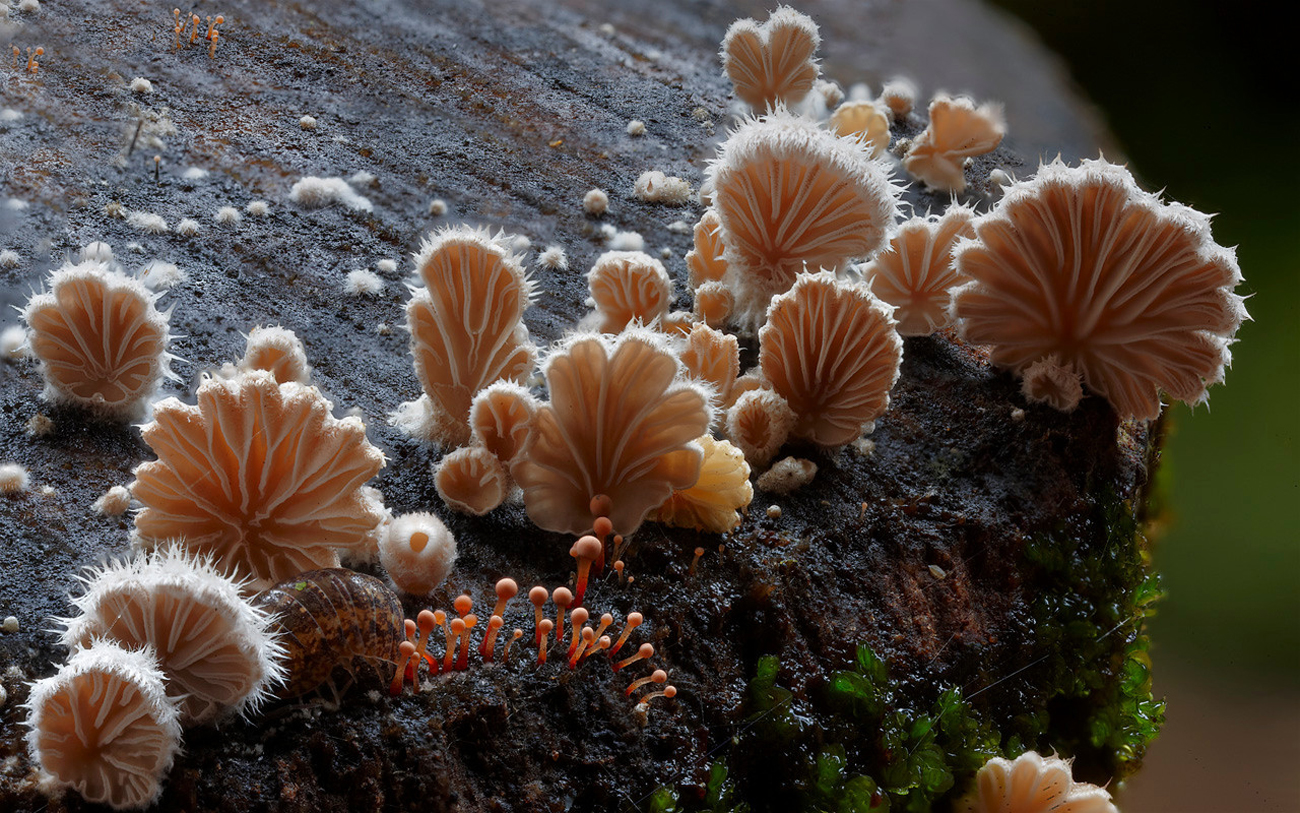 schizophyllum_commune-1300lede