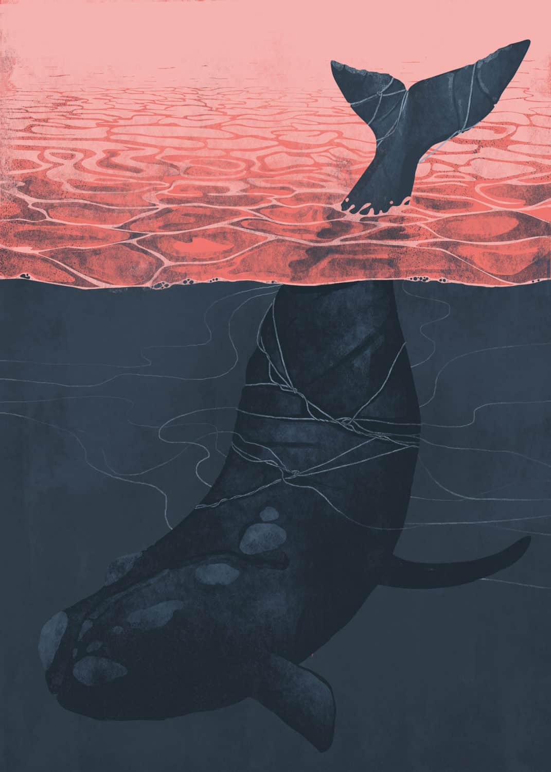 widewhale-1250x1750-1