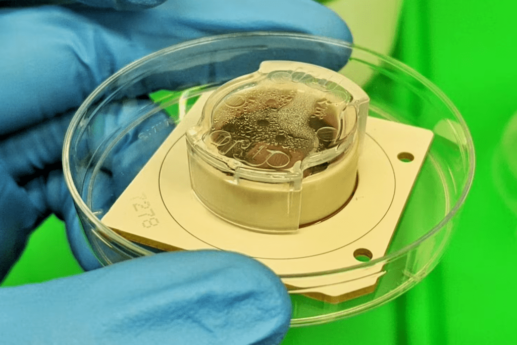brain-computer-ai-cortical-labs-1024x683-1