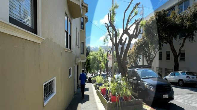 剪自家门前的树竟被罚5万美金?美国房主懵了:这钱花得太冤枉! 剪自家门前的树竟被罚5万美金?美国房主懵了:这钱花得太冤枉!